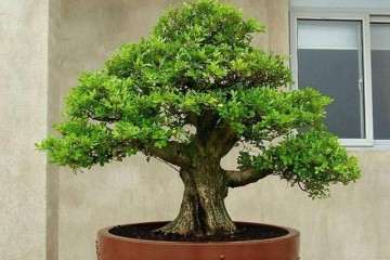 黄杨盆景选材怎么蟠扎造型与修剪