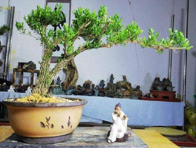 黄杨盆景可修剪成云朵型 也可以打造成悬崖型