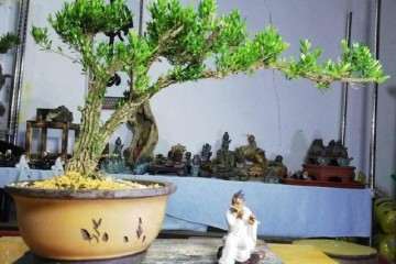 黄杨盆景可修剪成云朵型 也可以打造成悬崖型