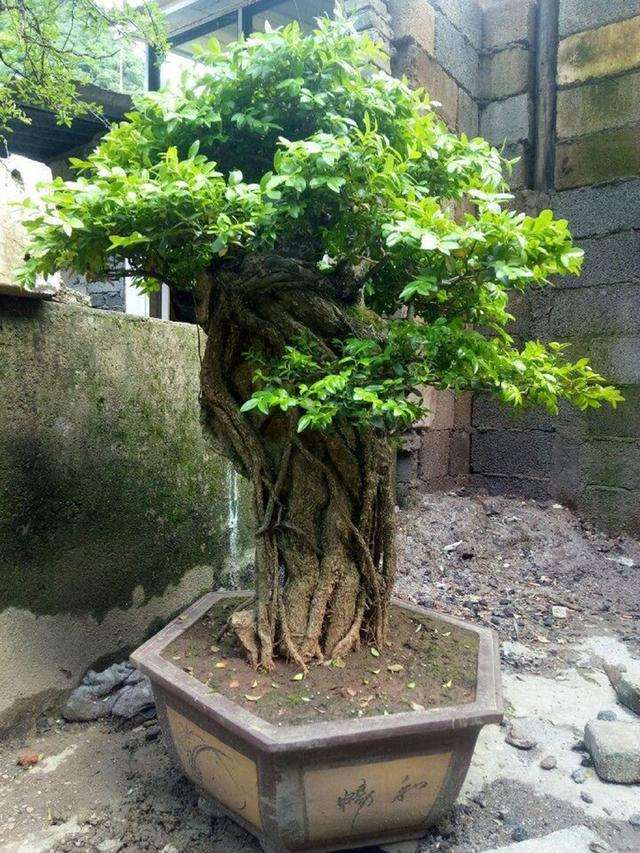 盆友的这棵黄杨盆景的根比主干大这么多