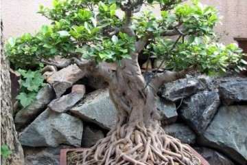 黄杨盆景有很好的镇宅旺家的作用