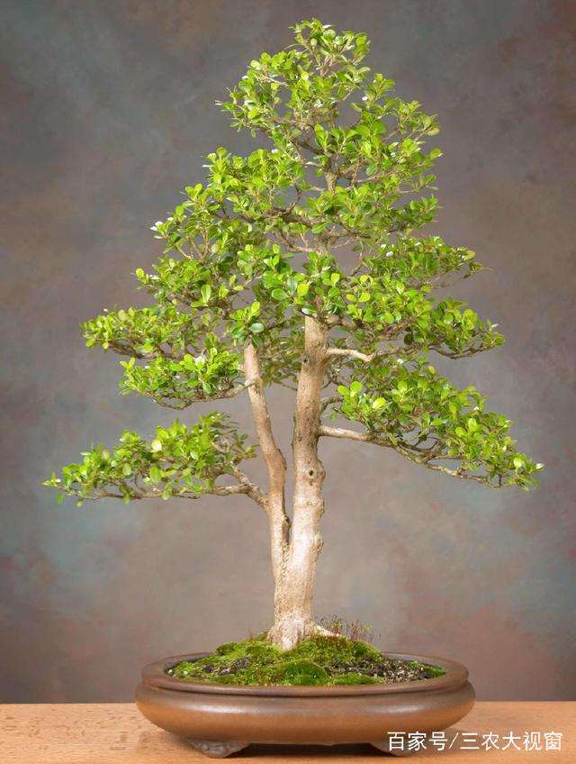 教你如何塑造一棵黄杨盆景