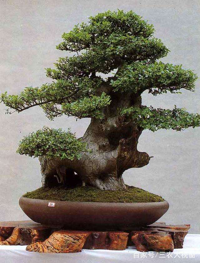 教你如何塑造一棵黄杨盆景