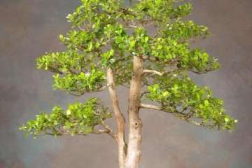 教你如何塑造一棵大叶黄杨盆景 3个步骤