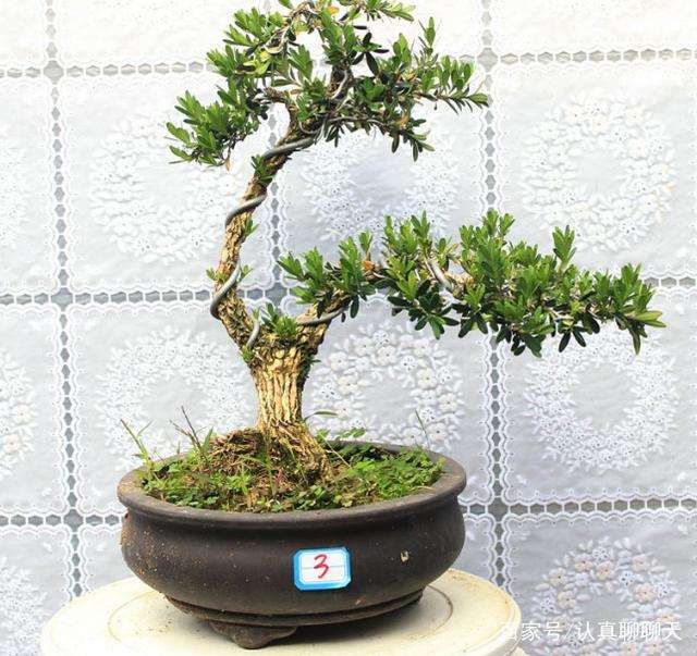 想要把黄杨盆景养好