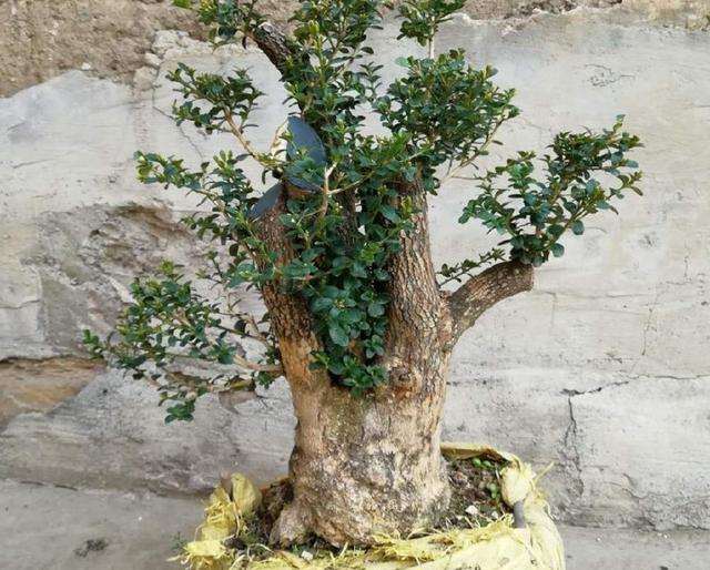 修剪黄杨盆景的目的是为了截枝蓄干