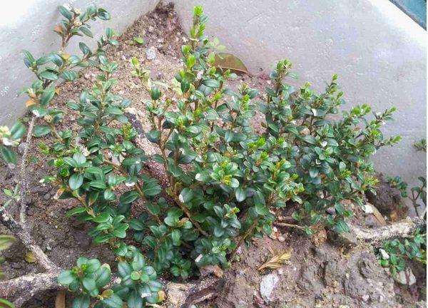 桃缩叶病的防治办法