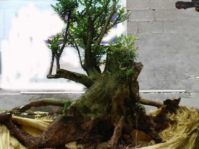 要想黄杨下山桩发芽 要注意这3点