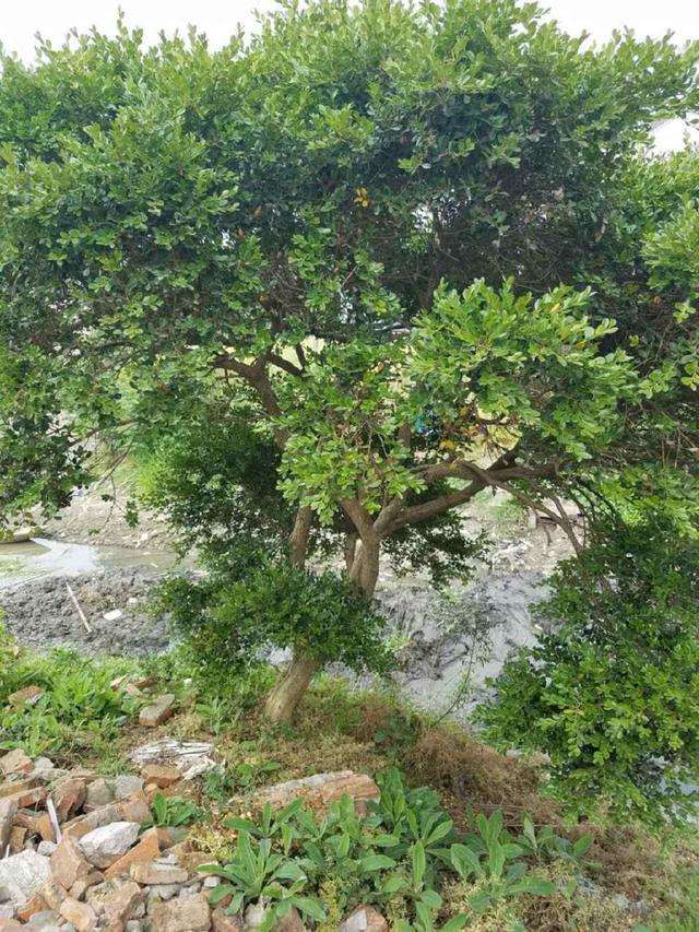 沟边发现一棵黄杨下山桩