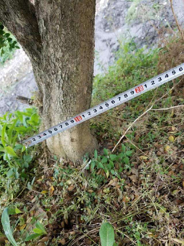 沟边发现一棵黄杨下山桩