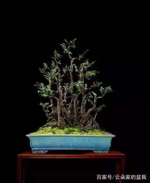 黄杨盆景的制作与养护技巧