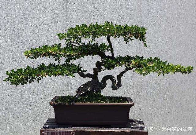 黄杨盆景的制作与养护技巧