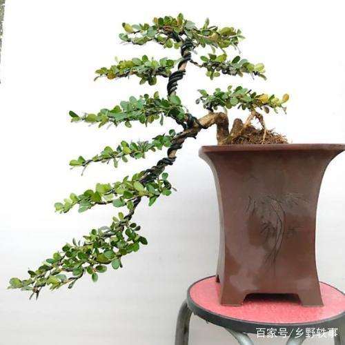 黄杨盆景的盆子挑选