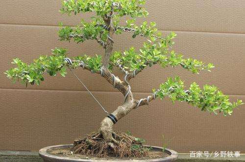 黄杨盆景怎么造型修整技巧