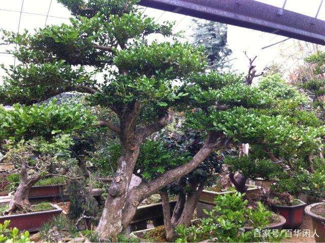 瓜子黄杨盆景应该如何管理