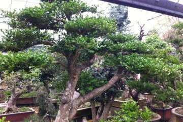 瓜子老桩黄杨盆景应该如何繁殖管理