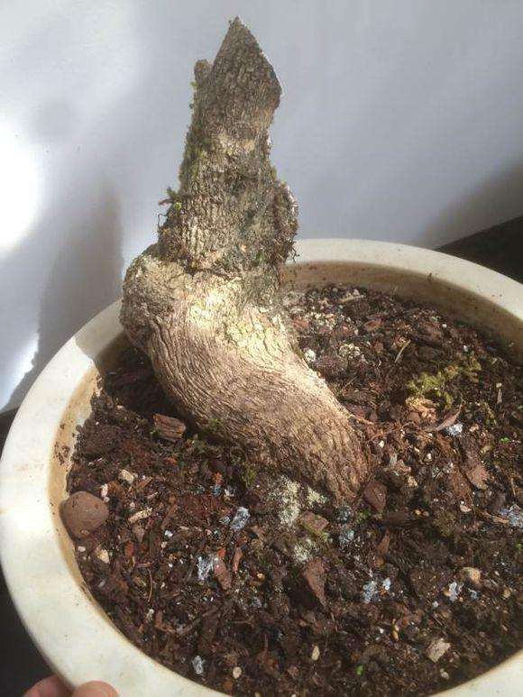 如何让没有叶子的黄杨下山桩发芽