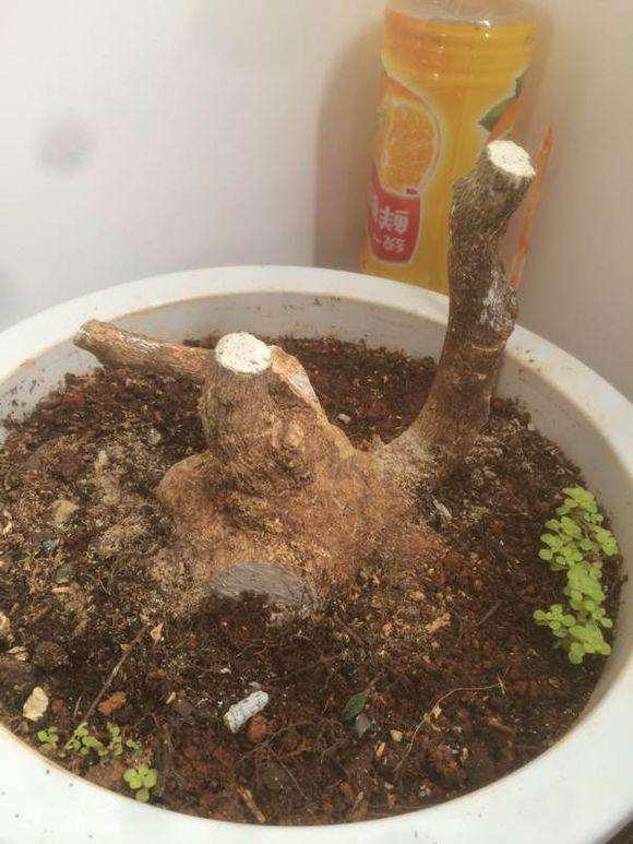 如何让没有叶子的黄杨下山桩发芽