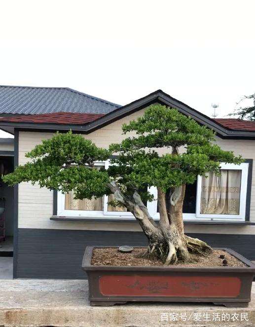 一棵黄杨盆景养