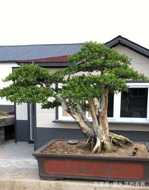 一棵黄杨盆景养10年