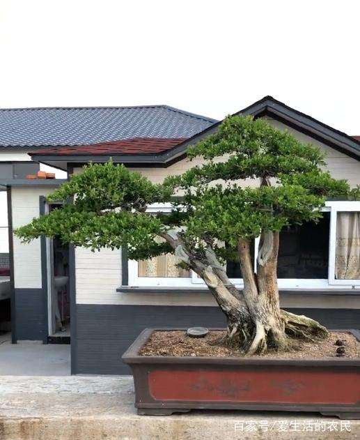 一棵黄杨盆景养