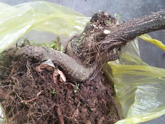 韩大爷500元买了一棵2米高的黄杨下山桩