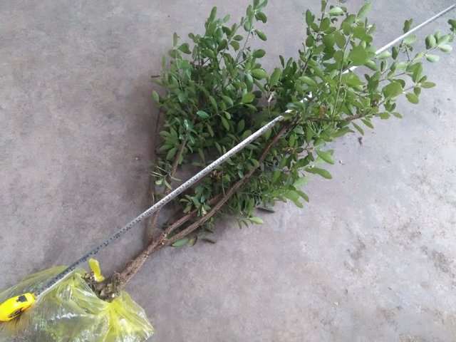 韩大爷500元买了一棵2米高的黄杨下山桩