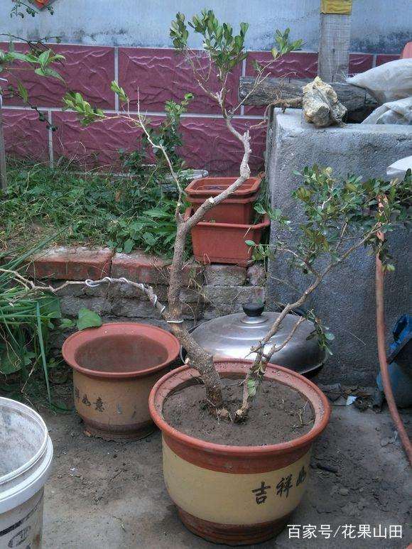 黄杨盆景上盆后