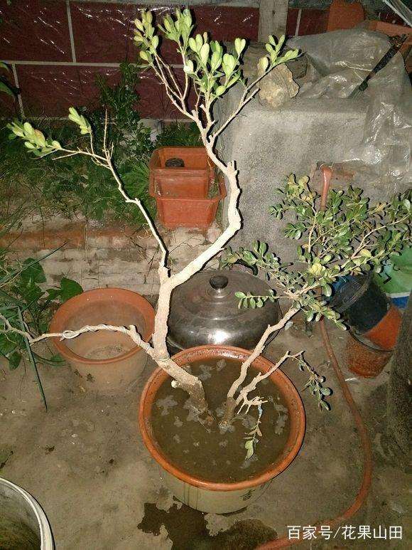 黄杨盆景上盆后