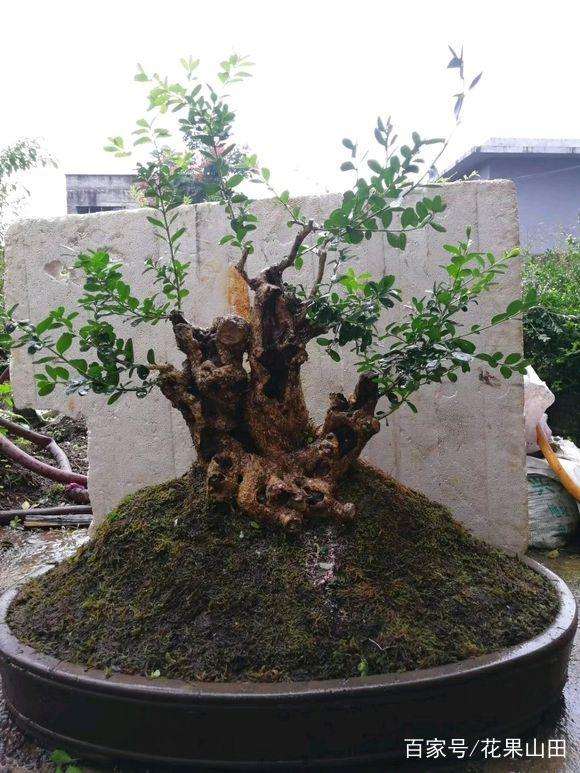 黄杨盆景上盆后