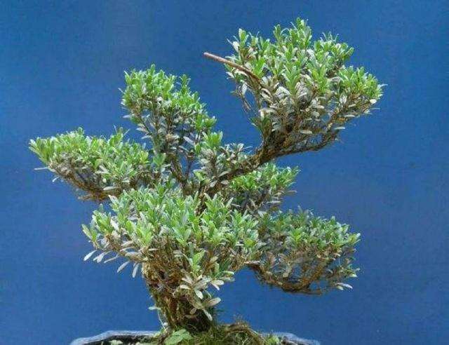 冬季养护黄杨盆景的5个步骤