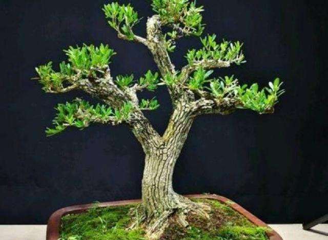 冬季养护黄杨盆景的5个步骤