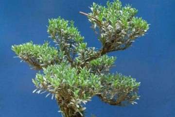 冬季养护雀舌黄杨盆景的5个步骤