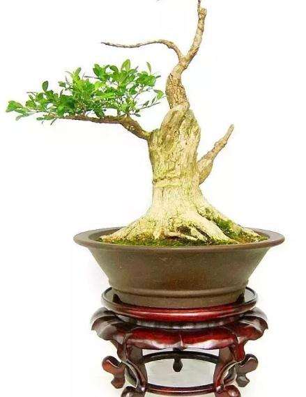 黄杨盆景在温度和光照上的养护