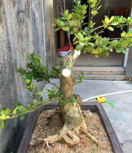 黄杨盆景在温度和光照上的养护