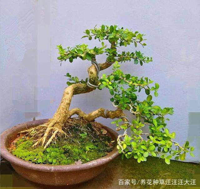 选购黄杨盆景的2个细节