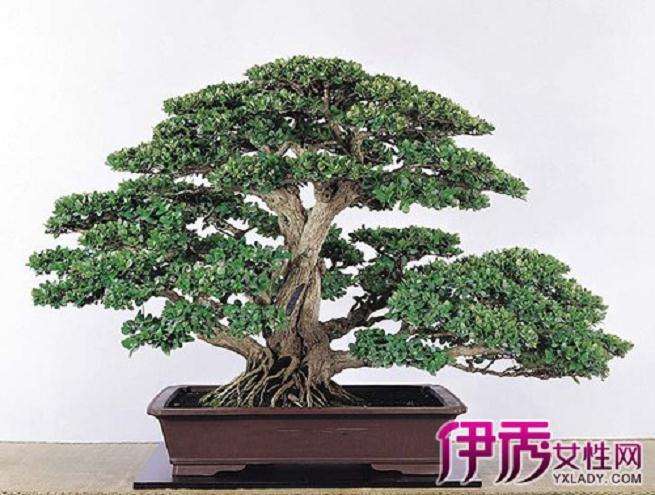 初级盆景玩家 选购盆景 这4点千万别做