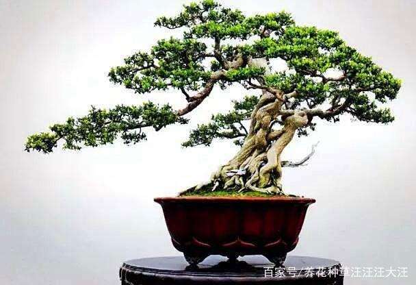 珍珠黄杨盆景的浇水与光照养护