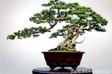 珍珠黄杨盆景的浇水与光照养护