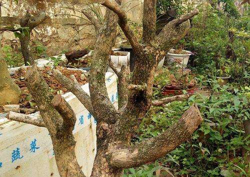 图解 黄杨下山桩怎么修剪的方法