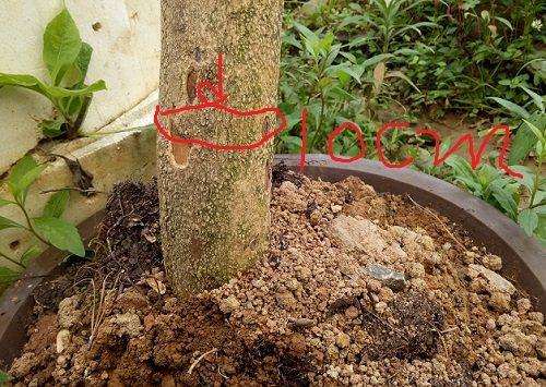 图解 黄杨下山桩怎么修剪的方法