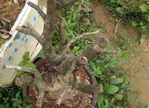 图解 黄杨下山桩怎么修剪的方法