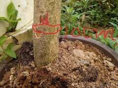 图解 黄杨下山桩怎么修剪的方法