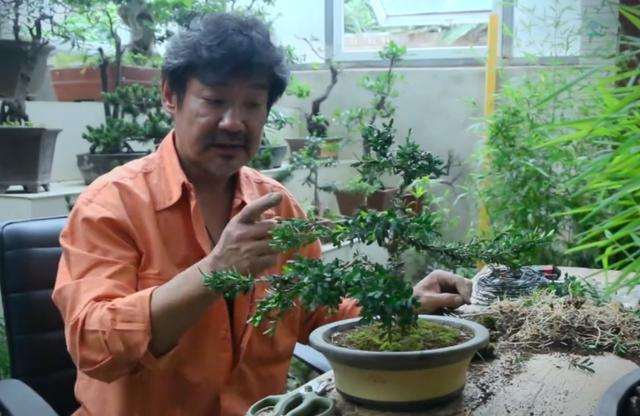 黄杨盆景一般生长