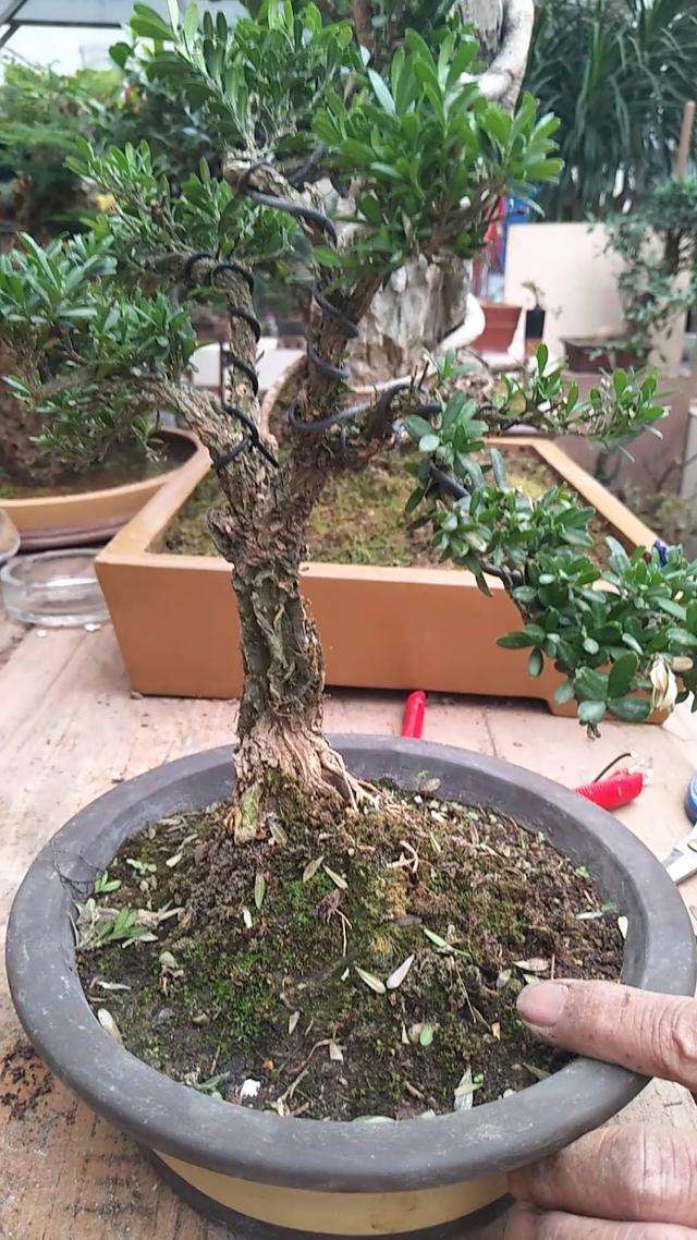 黄杨盆景一般生长