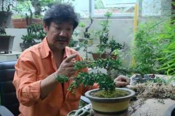 栽种黄杨盆景一般生长个2年就可以换盆