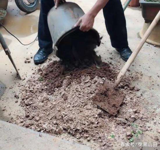 黄杨盆景的上盆方法和6个步骤