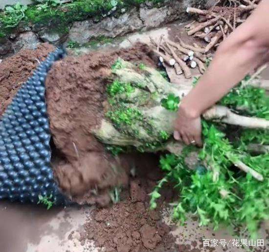 黄杨盆景的上盆方法和6个步骤