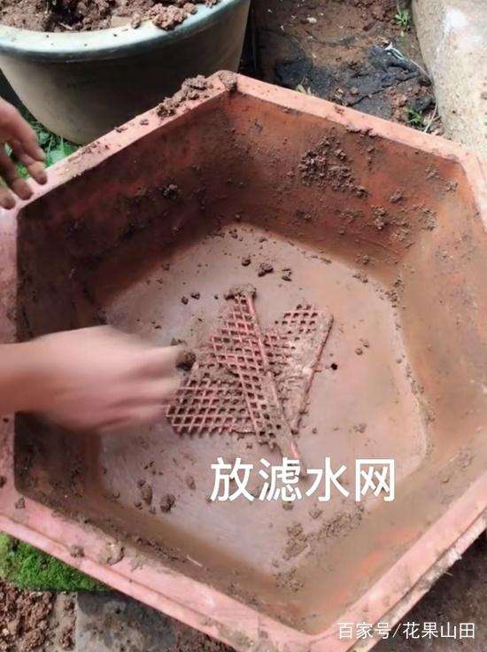 黄杨盆景的上盆方法和6个步骤