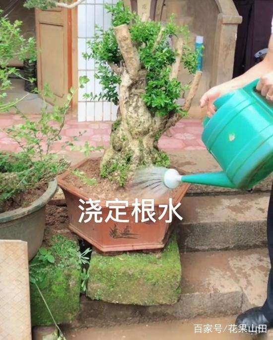 黄杨盆景的上盆方法和6个步骤